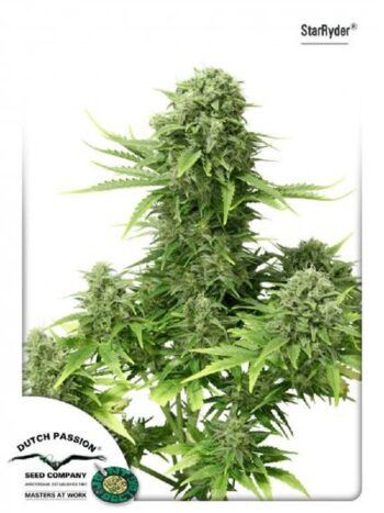 Dutch Passion - Auto StarRyder Feminised Autoflowering Cannabis Seeds