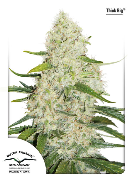 dutch-passion-auto-think-big-autoflowering-feminised-cannabis-seeds.jpg