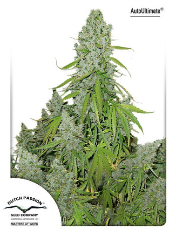 Dutch Passion - Auto Ultimate Feminised Autoflowering Cannabis Seeds