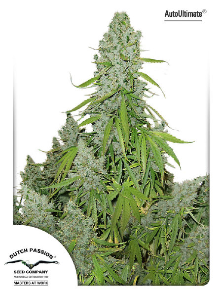 dutch-passion-auto-ultimate-autoflowering-feminised-cannabis-seeds.jpg