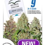 dutch-passion-auto-usa-mix-autoflowering-feminised-cannabis-seeds.jpg
