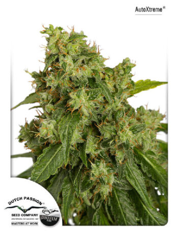 Dutch Passion - Auto Xtreme Feminised Autoflowering Cannabis Seeds