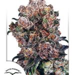 dutch-passion-blueberry-feminised-cannabis-seeds.jpg