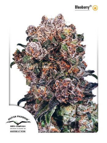 Dutch Passion - Blueberry Feminised Cannabis Seeds