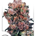 Dutch Passion - Blueberry Regular Cannabis Seeds