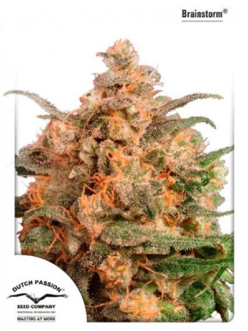 Dutch Passion - Brainstorm Feminised Cannabis Seeds