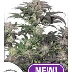 Dutch Passion - Bubba Island Kush Feminised Cannabis Seeds