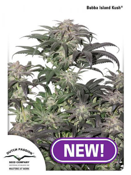 dutch-passion-bubba-island-kush-feminised-cannabis-seeds.jpg