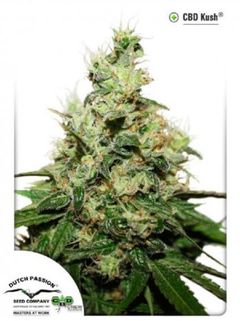 Dutch Passion - CBD Kush Feminised Cannabis Seeds
