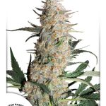 Dutch Passion - Critical Orange Punch Feminised Cannabis Seeds