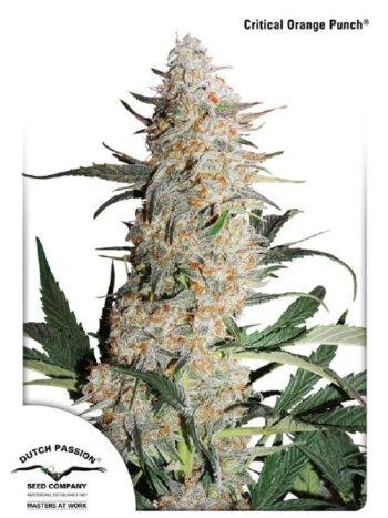 Dutch Passion - Critical Orange Punch Feminised Cannabis Seeds