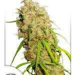 Dutch Passion - Desfran Feminised Cannabis Seeds