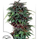 dutch-passion-durban-poison-feminised-cannabis-seeds.jpg