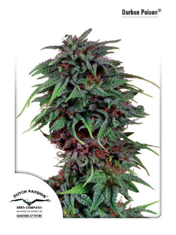 Dutch Passion - Durban Poison Feminised Cannabis Seeds