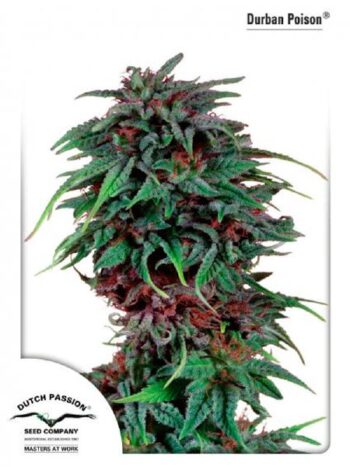 Dutch Passion - Durban Poison Regular Cannabis Seeds