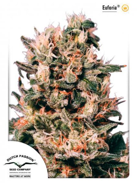 dutch-passion-euforia-regular-cannabis-seeds.jpg