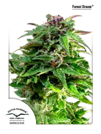 Dutch Passion - Forest Dream Feminised Cannabis Seeds