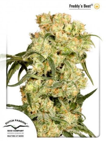 Dutch Passion - Freddy's Best Feminised Cannabis Seeds