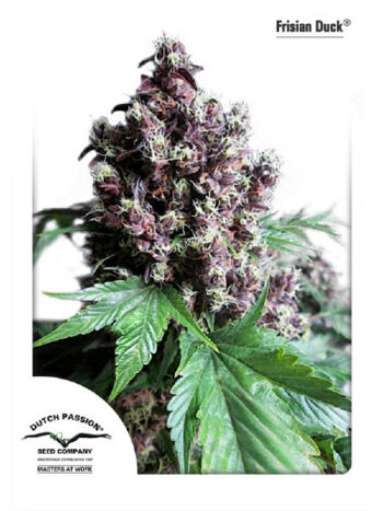 Dutch Passion - Frisian Duck Feminised Cannabis Seeds