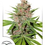Dutch Passion - Passion Fruit Feminised Cannabis Seeds