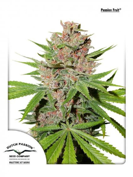 dutch-passion-fruit-passion-feminised-cannabis-seeds.jpg
