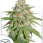 dutch-passion-glueberry-og-feminised-cannabis-seeds.jpg