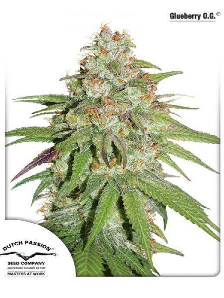 dutch-passion-glueberry-og-feminised-cannabis-seeds.jpg