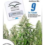 dutch-passion-high-potency-autoflowering-mix-feminised-cannabis-seeds.jpg