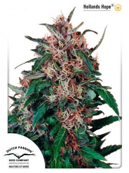 dutch-passion-hollands-hope-regular-cannabis-seeds.jpg