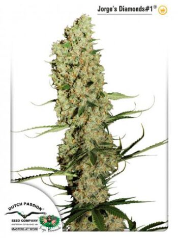 Dutch Passion - Jorges Diamonds #1 Feminised Cannabis Seeds