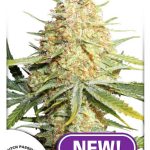 Dutch Passion - Lemon Zkittle Feminised Cannabis Seeds