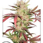 Dutch Passion - Masterkush Feminised Cannabis Seeds