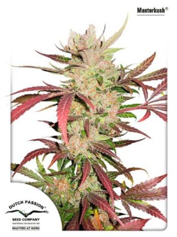 Dutch Passion - Masterkush Feminised Cannabis Seeds