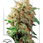 dutch-passion-mazar-feminised-cannabis-seeds.jpg