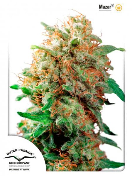 dutch-passion-mazar-regular-cannabis-seeds.jpg