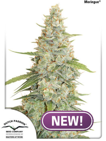 Dutch Passion - Meringue Feminised Cannabis Seeds