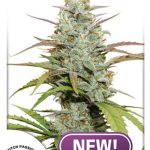 Dutch Passion - Mokum's Tulip Feminised Cannabis Seeds