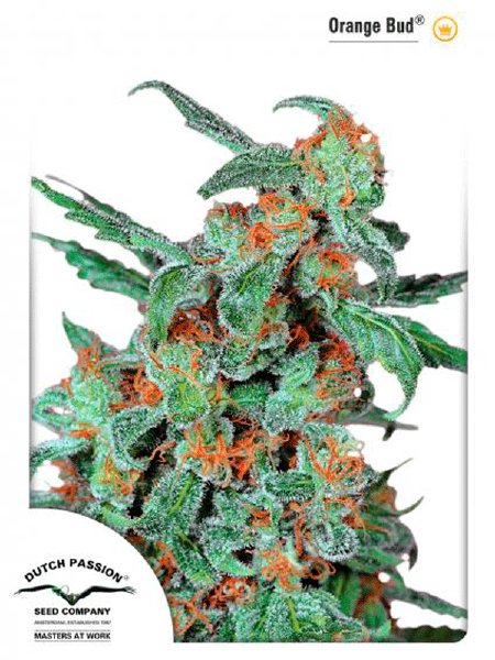 dutch-passion-orange-bud-feminised-cannabis-seeds.jpg