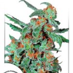 Dutch Passion - Orange Bud Regular Cannabis Seeds