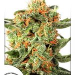Dutch Passion - Orange Hill Special Feminised Cannabis Seeds