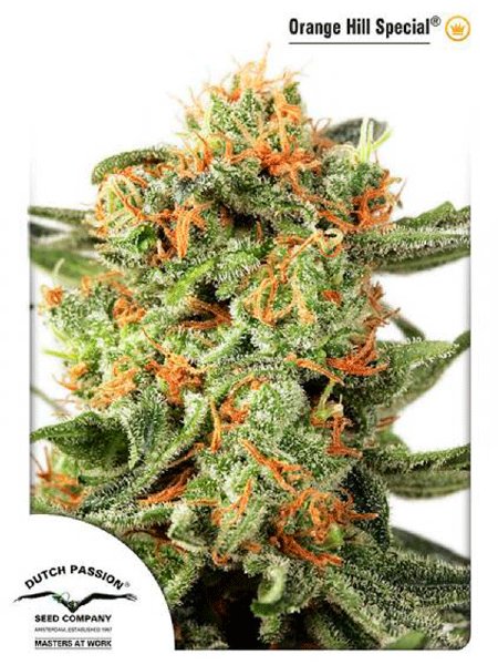 dutch-passion-orange-hill-special-regular-cannabis-seeds.jpg