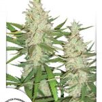 Dutch Passion - OutLaw Feminised Cannabis Seeds