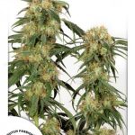 dutch-passion-pamir-gold-feminised-cannabis-seeds.jpg