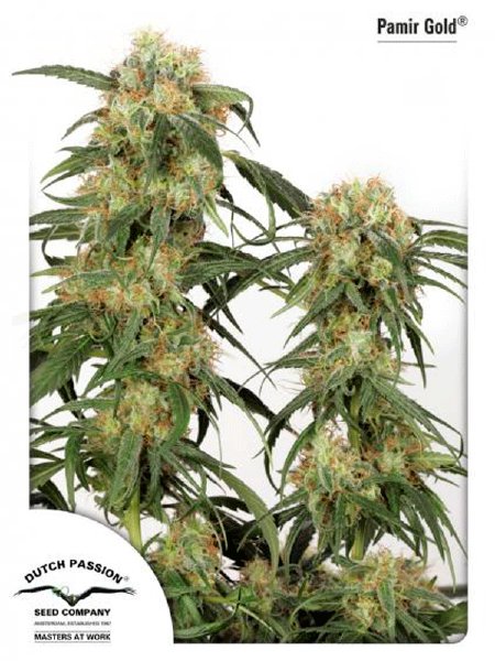 dutch-passion-pamir-gold-feminised-cannabis-seeds.jpg
