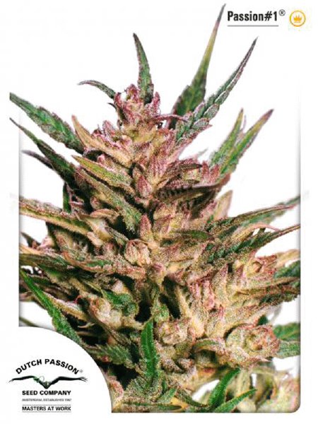 dutch-passion-passion-1-feminised-cannabis-seeds.jpg