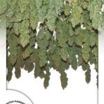dutch-passion-power-plant-regular-cannabis-seeds.jpg