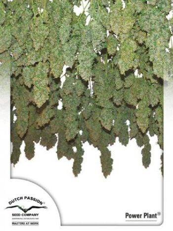 Dutch Passion - Power Plant Regular Cannabis Seeds