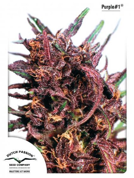 dutch-passion-purple-1-regular-cannabis-seeds.jpg