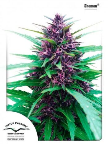 Dutch Passion - Shaman Regular Cannabis Seeds