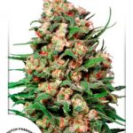 Dutch Passion - Skunk #1 Regular Cannabis Seeds